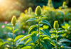 Ashwagandha Long Term Use: Safety Profile and Sustained Benefits Explained